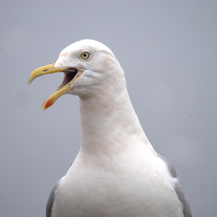 Herring gull photo