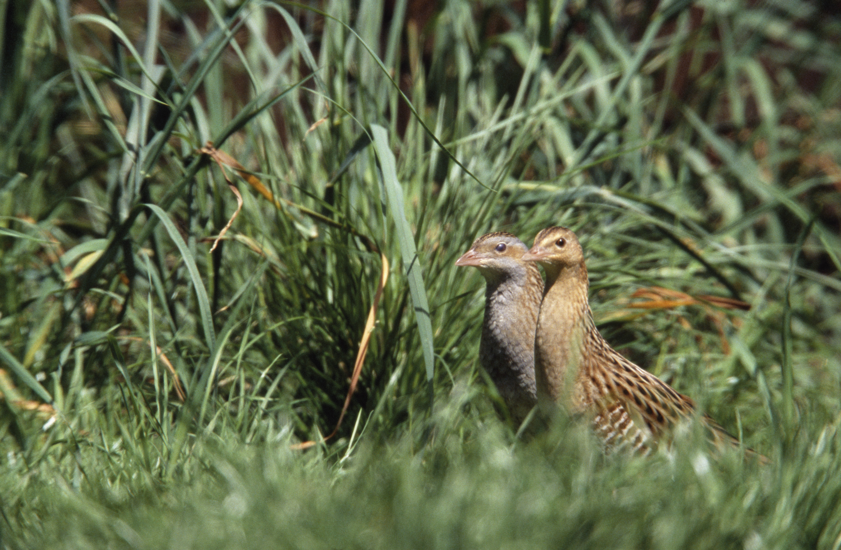 Corncrake Conservation With RSPB Scottish Seabird Centre