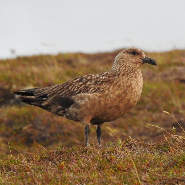 A great skua standing on mossy ground 