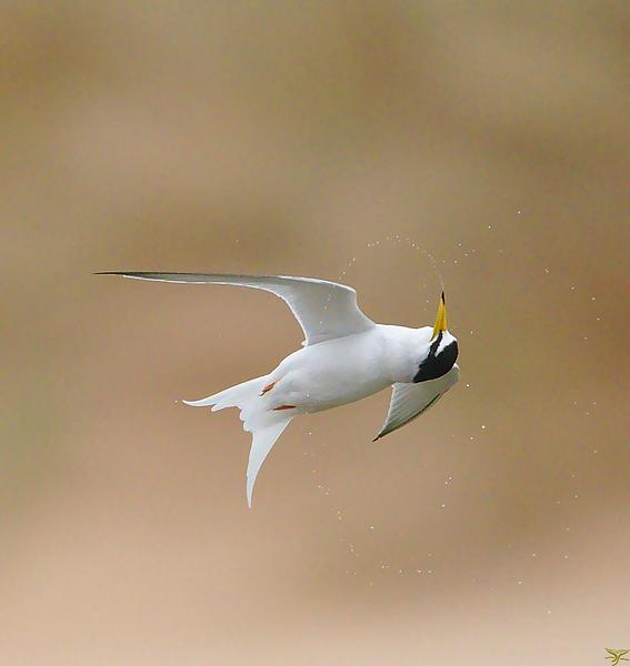 Little tern spinning around mid-flight 