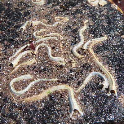 Cream-coloured, calcareous keelworm tubes encrust a wet, sandy rock in wavy patterns