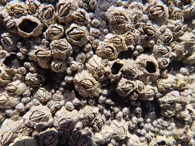 Barnacles of varying sizes are crammed together on a sandstone rock
