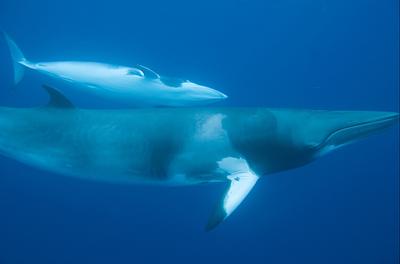 An underwater shot of a minke whale calf swimming alongside its mother, which is double its length