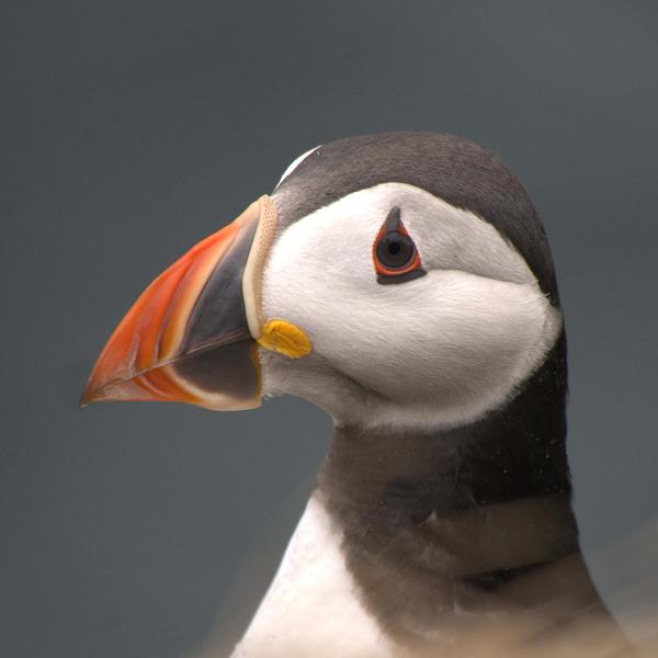 Close up of an Atlantic puffin 