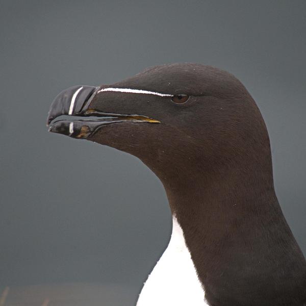 Close up of a razorbill against a blue background 