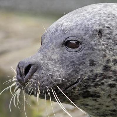 Common Seal    photo