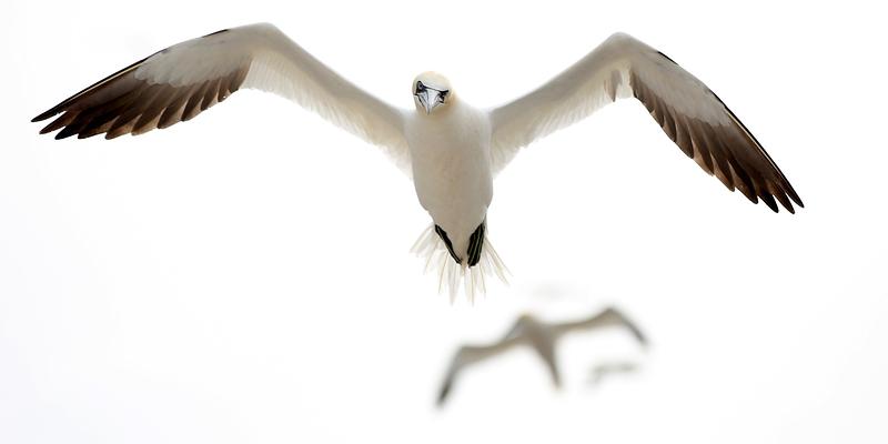 Scottish Seabird Centre