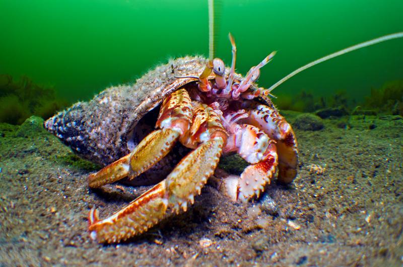 A colourful orange hermit crab as seen underwater, in green water