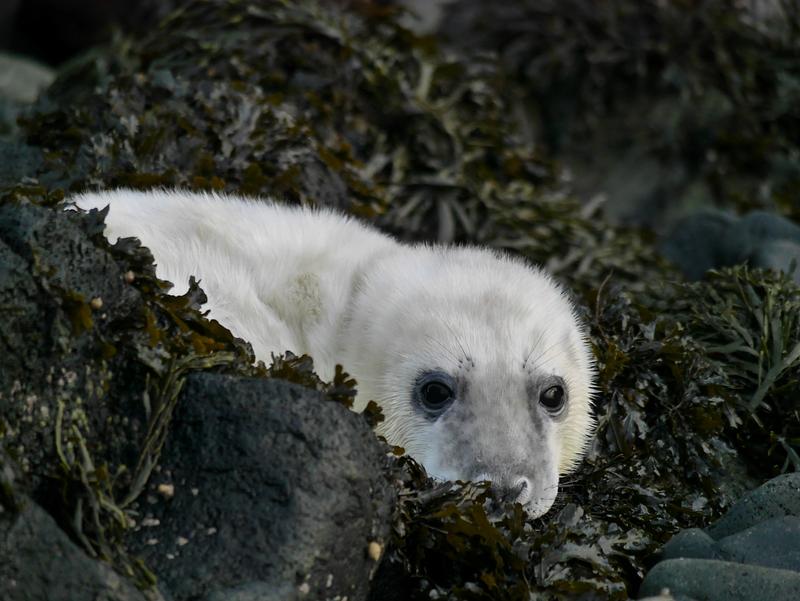 Counting Seals for Conservation, Blog, Nature