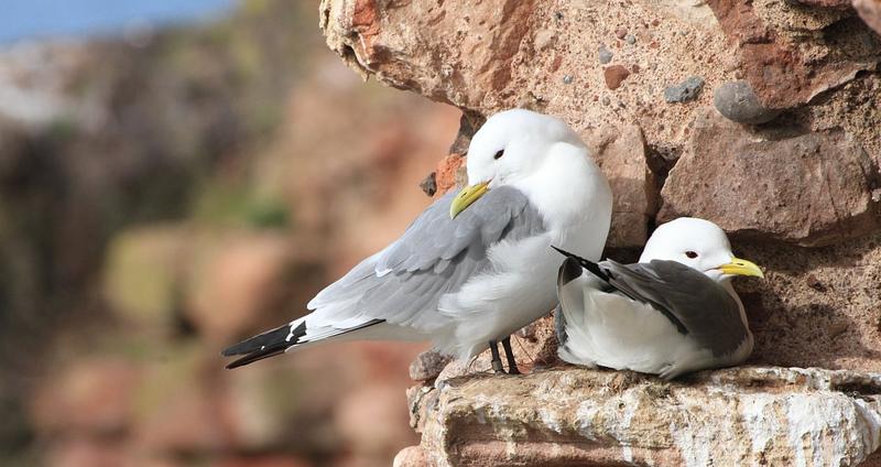 Two adult kittiwakes perch together on a small ledge on the ruins of Dunbar Castle