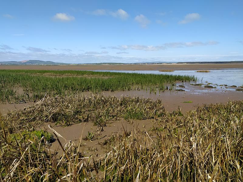 Coastal Estuarine Habitats - Scottish Seabird Centre