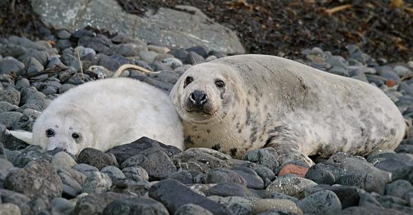 A Grey seal pup with white fur is snuggled up beside its mother on a pebbled shore