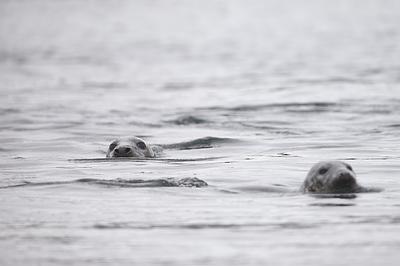Two Grey seals swimming in a grey sea, their heads peeping above the surface