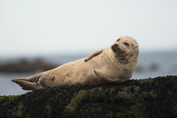 A creamy coloured harbour (common) seal lounges on a dark rock against a pale sky; it appears to wink at the camera