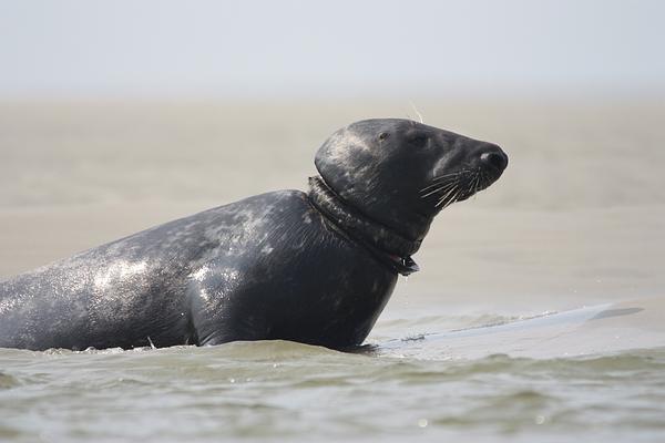 A grey seal stands in shallow water, its neck tightly constricted by rope or fishing line