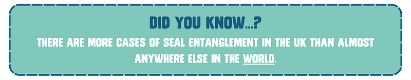Did you know…? There are more cases of seal entanglement in the UK than almost anywhere else in the world.