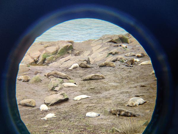 A photo taken of seals through binoculars at a haul out site