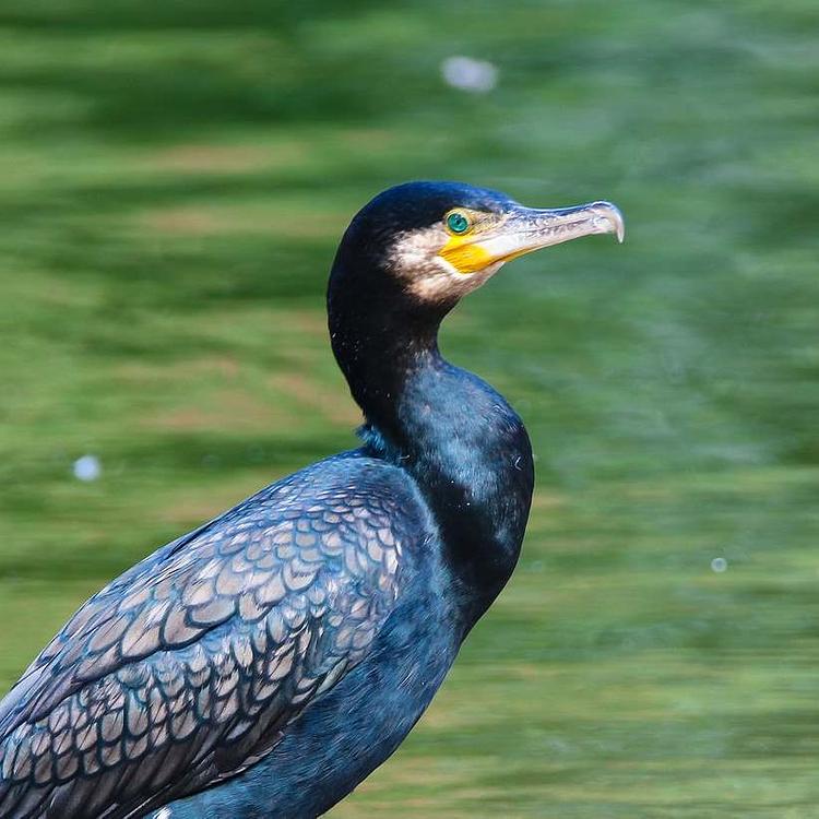 Wildlife - Scottish Seabird Centre