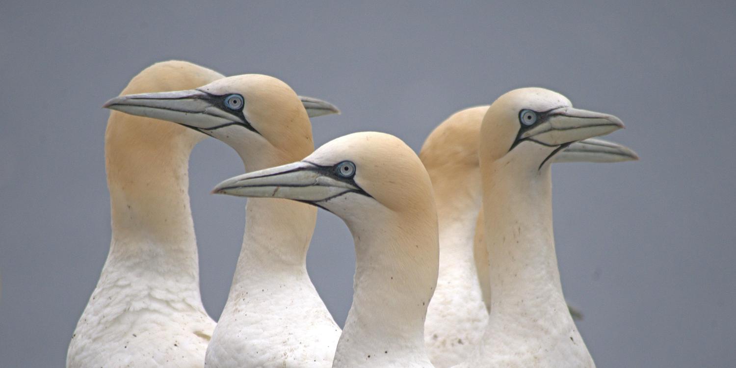 Wildlife - Scottish Seabird Centre