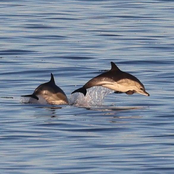 Short-Beaked Common Dolphin photo