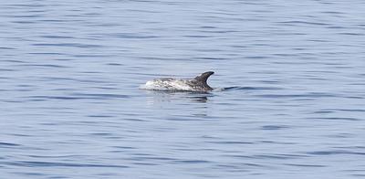 A Risso's dolphin slides its head and dorsal fin out of a slightly rippled sea, displaying its blunt face, sickle-shaped dorsal fin and many white scars criss-crossing a dark grey body, mainly around the head.