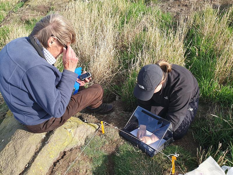 John Hunt and Charlotte Tomlinson studiously record information about tree mallow seedlings, hunched in the grass around a puffin burrow whilst writing notes on a weather-proof clipboard