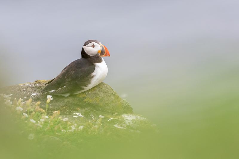 A puffin sits on a rock, surrounded by coastal plants and grey sea
