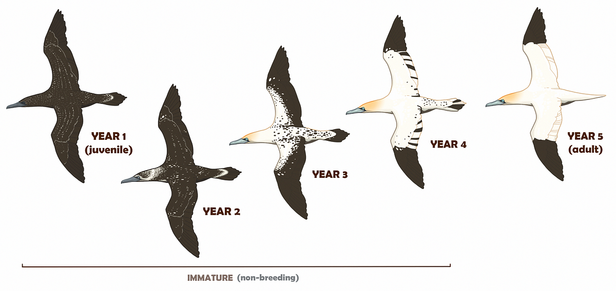 An illustration depicting the 5 year change in Northern gannet plumage from year 1 (juvenile, fully dark plumage) to adult (full white with black wingtips)