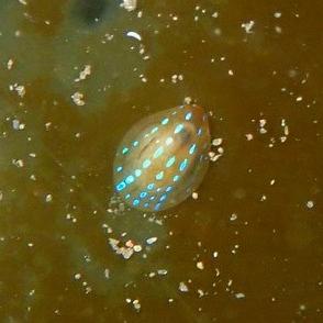 Blue-Rayed Limpet photo