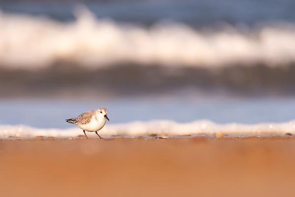 Sanderling