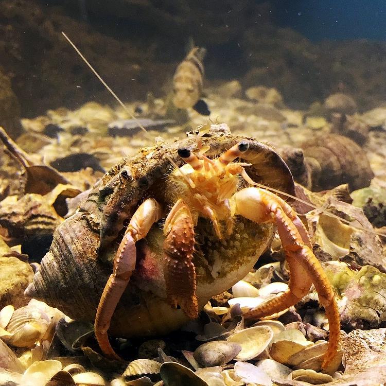 Common Hermit Crab photo