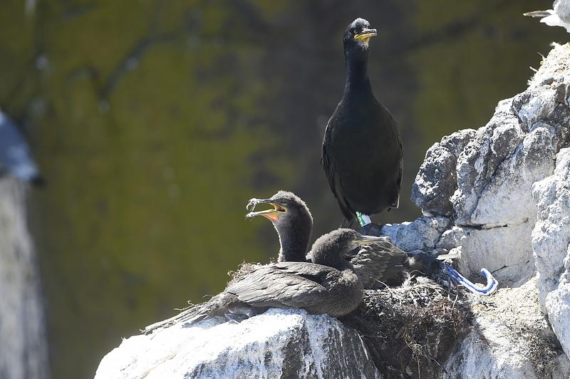 An adult Shag stands over its nest of 2 large, brown chicks which are panting in the hot sunshine