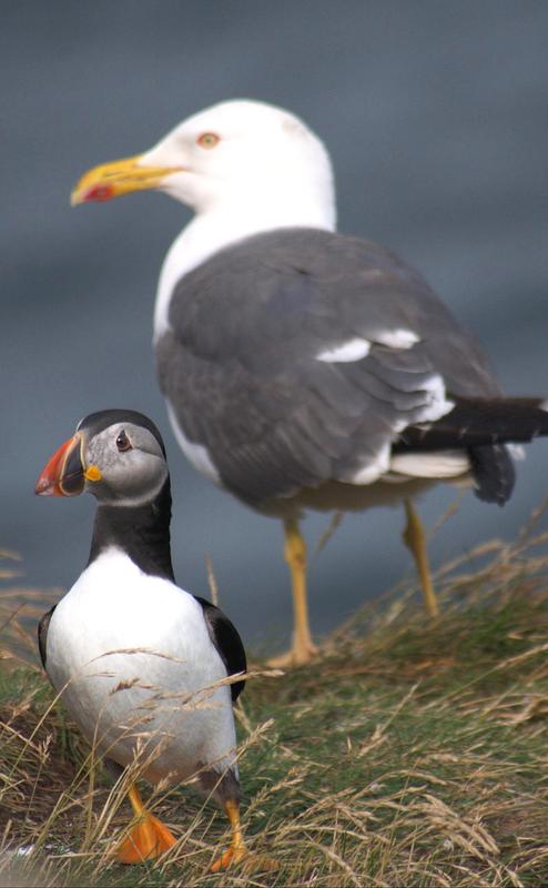 A Lesser Black Backed Gull looms ominously behind an adult puffin standing vigilantly