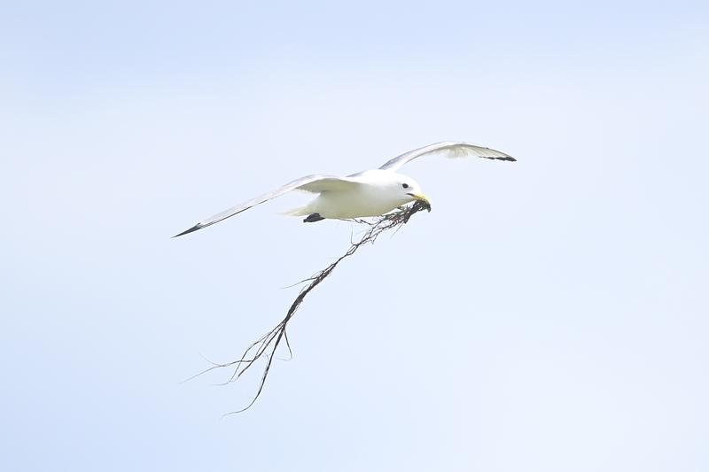 A Kittiwake glides across a pastel-blue sky carrying nest material