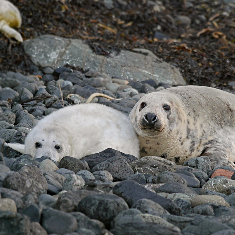 Seal Monitoring photo