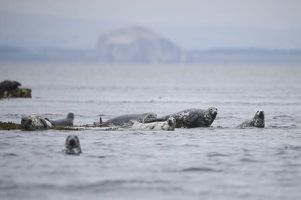 7 adult Grey seals lounge on a partly submerged rocky outcrop; the Bass Rock can be seen in the background, the sea is slightly rippled and slate-grey like the sky