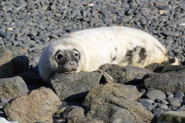 A fluffy white seal pup has mottled dark (adult) fur around its face and patches on its body. It basks in the sun on some rocks.