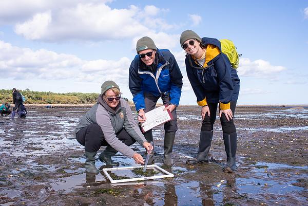 Three volunteers survey for seagrass in the mud at Tynninghame beach to contribute to the citizen science project "Restoration Forth"; it's a sunny day