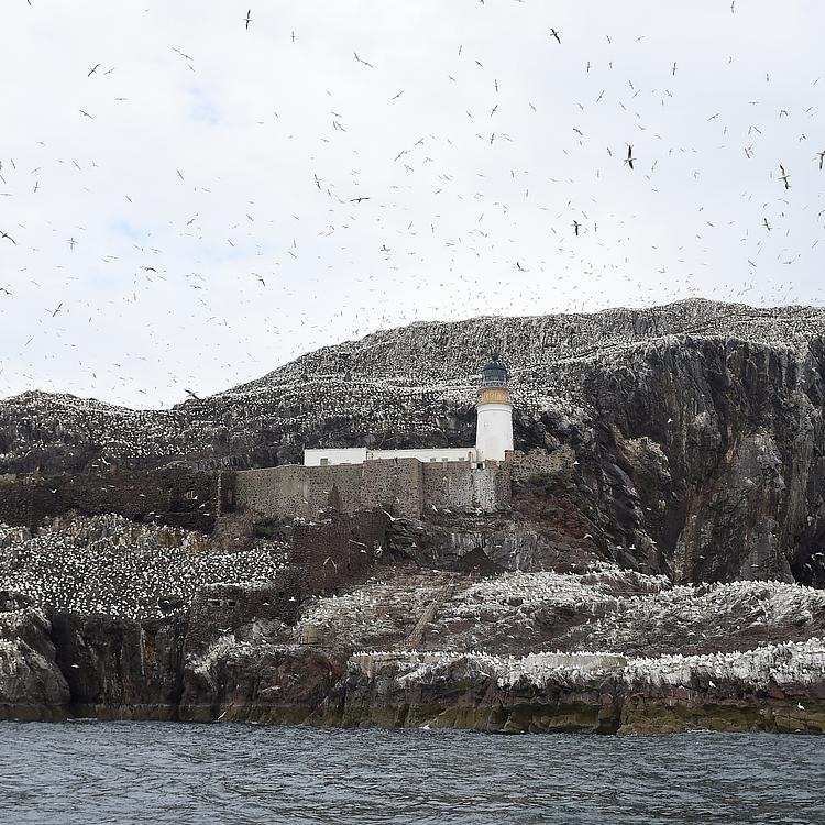 Bass Rock Colony Counts photo