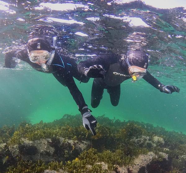 Two snorkellers as seen beneath the water's surface, pointing at something amongst the seaweed