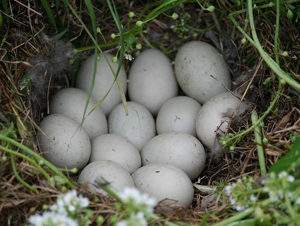 A cluster of 12 white Mallard duck eggs are nestled in a cup of grass and flowers