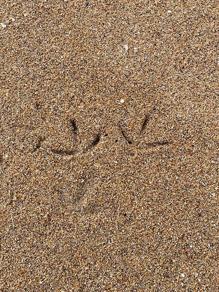 A pair of bird footprints in yellow-brown sand