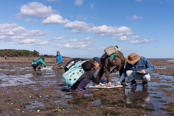 A group of people crouch in the mud around a white survey square on Tyningham beach, monitoring seagrass