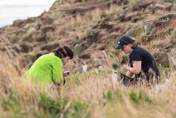 Two people crouch on Craigleith Island, recording information on a clipboard