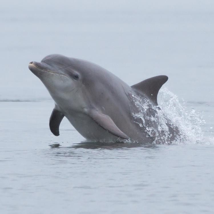 Spotlight: WDC Shorewatch photo