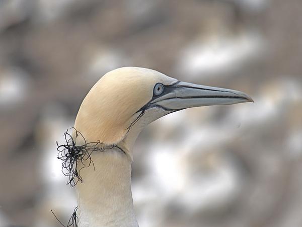 An adult gannet with netting/string tangled around its neck and beak