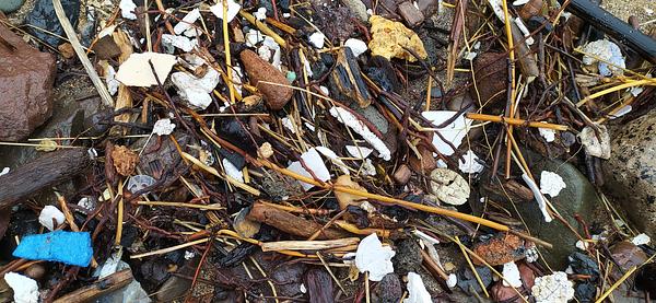 Polystyrene and other small plastic fragments are washed up with natural materials such as grasses, roots and seaweed