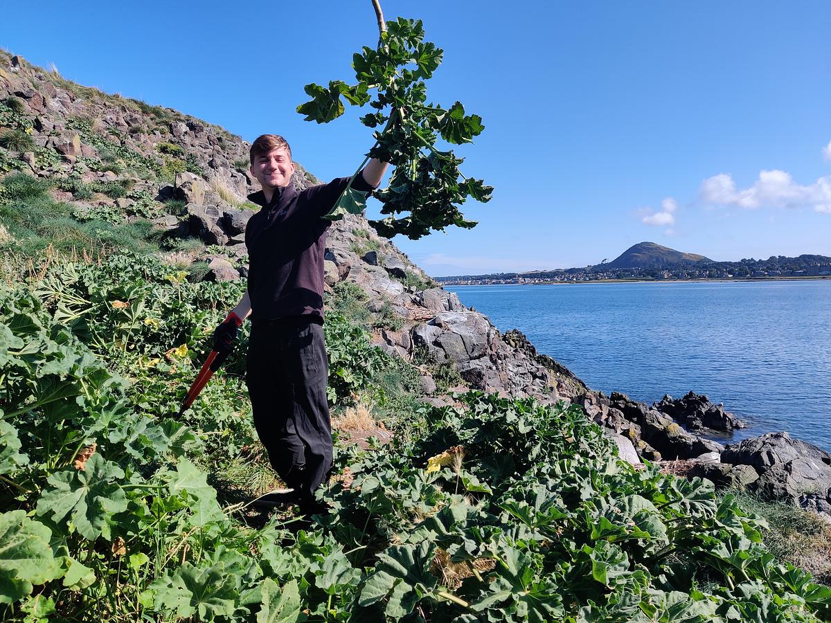 A volunteer stands on the Lamb (an island off North Berwick) amongst many tree mallow plants and proudly holds up one that he has just removed