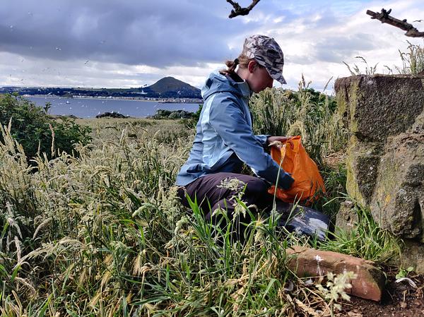 Conservation Officer changes non-toxic wax blocks in a Biosecurity bait box on an island. North Berwick law is visible in the distance, with birds flying through the air.