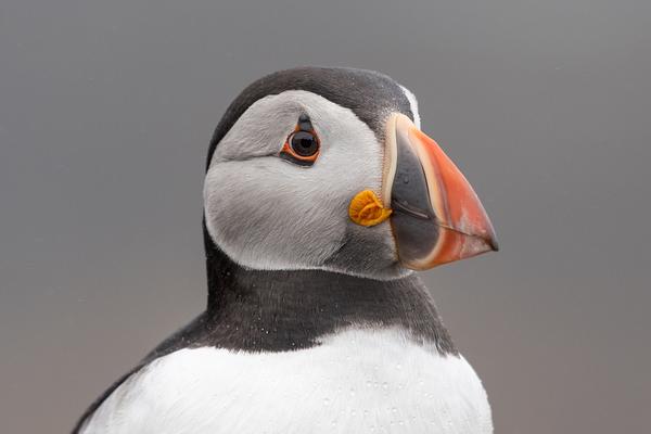 An adult Atlantic puffin in profile with its colourful beak